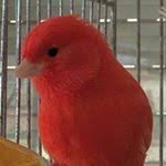 Avatar de Usuario