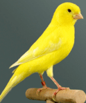 Avatar de Usuario